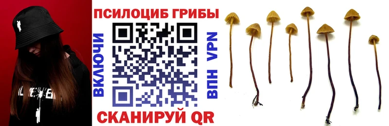наркотики  OMG   Псилоцибиновые грибы мицелий  Кизилюрт 